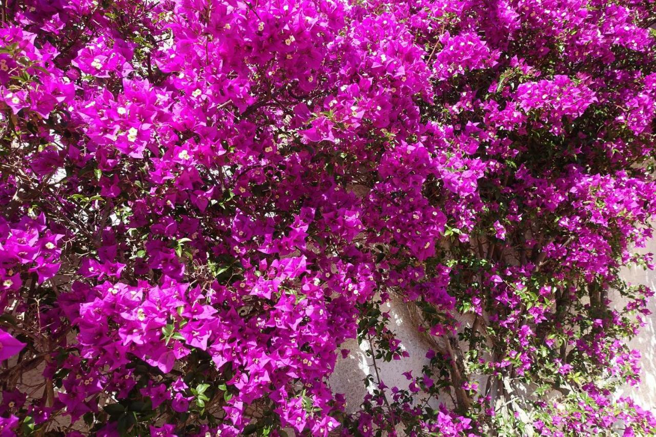 Buganvilia Luz Dış mekan fotoğraf